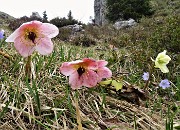 47 Ellebori (Helleborus niger)  in avanzata fioritura ancora in forma